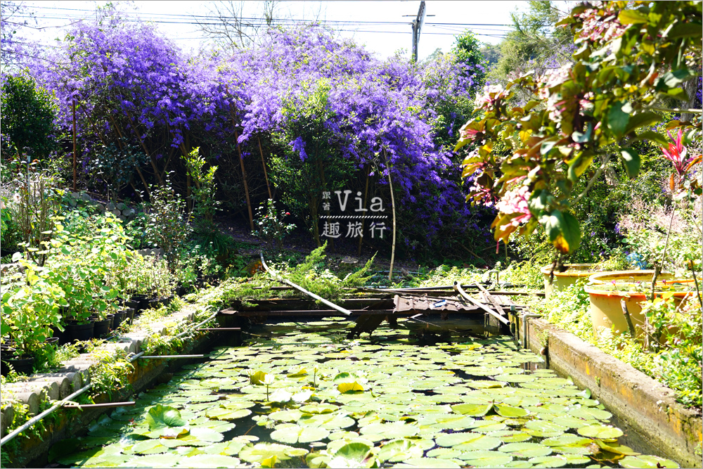 南投中寮景點》中寮錫葉藤的紫色小旅行~六七一茶花園、中寮龍眼林、長源隧道前紫色花瀑,一次拍個過癮! 南投中寮景點》中寮錫葉藤的紫色小旅行~六七一茶花園、中寮龍眼林、長源隧道前紫色花瀑,一次拍個過癮!
