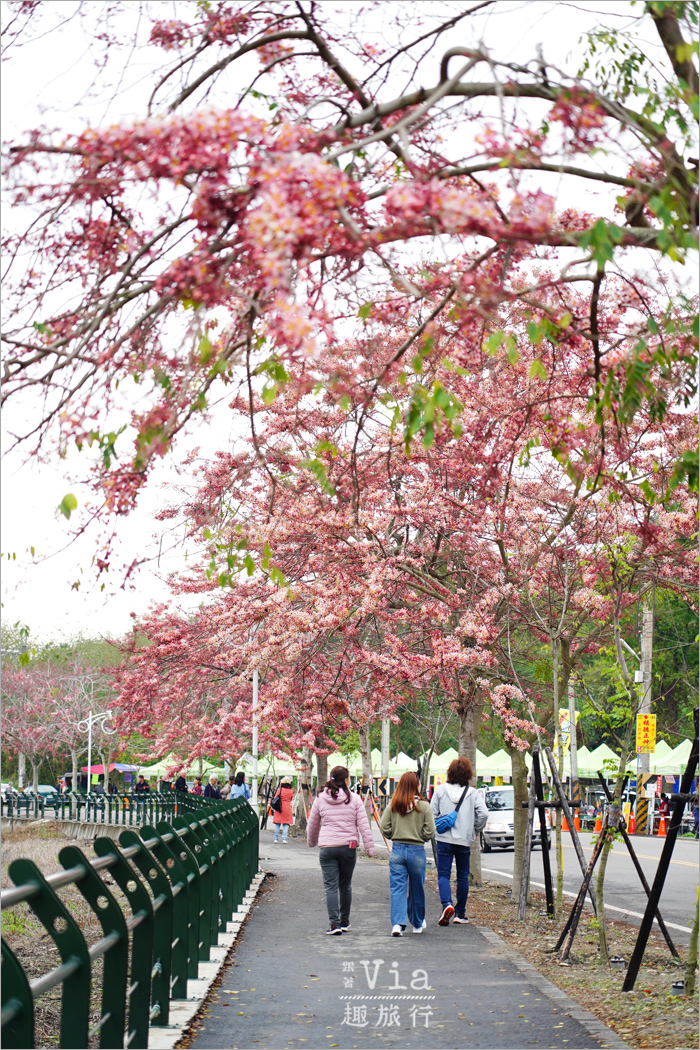 二水花旗木鐵道》2025最新花況來了~小火車與粉色花旗木綻放好迷人! 二水花旗木鐵道》2025最新花況來了~小火車與粉色花旗木綻放好迷人!