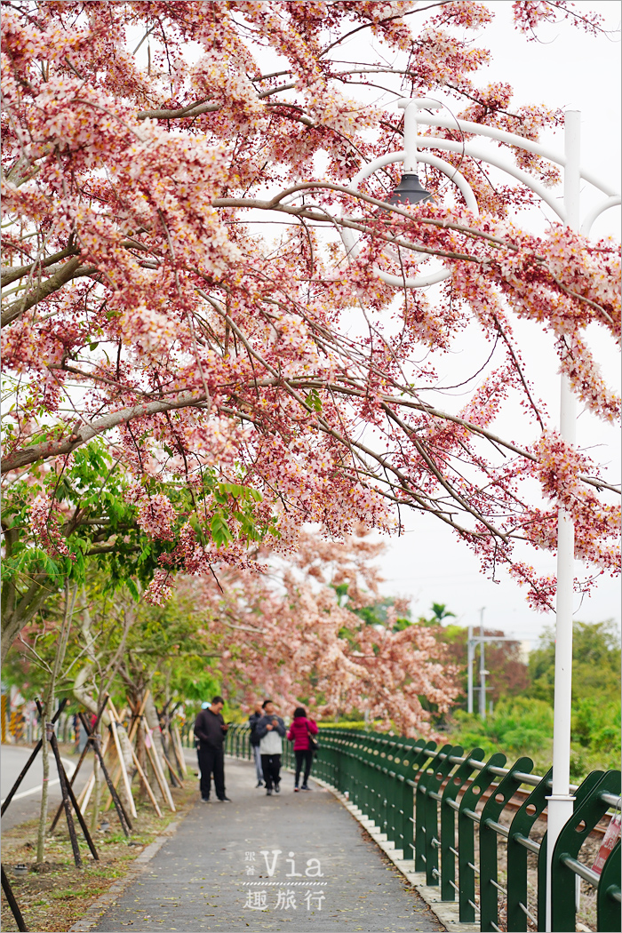 二水花旗木鐵道》2025最新花況來了~小火車與粉色花旗木綻放好迷人! 二水花旗木鐵道》2025最新花況來了~小火車與粉色花旗木綻放好迷人!