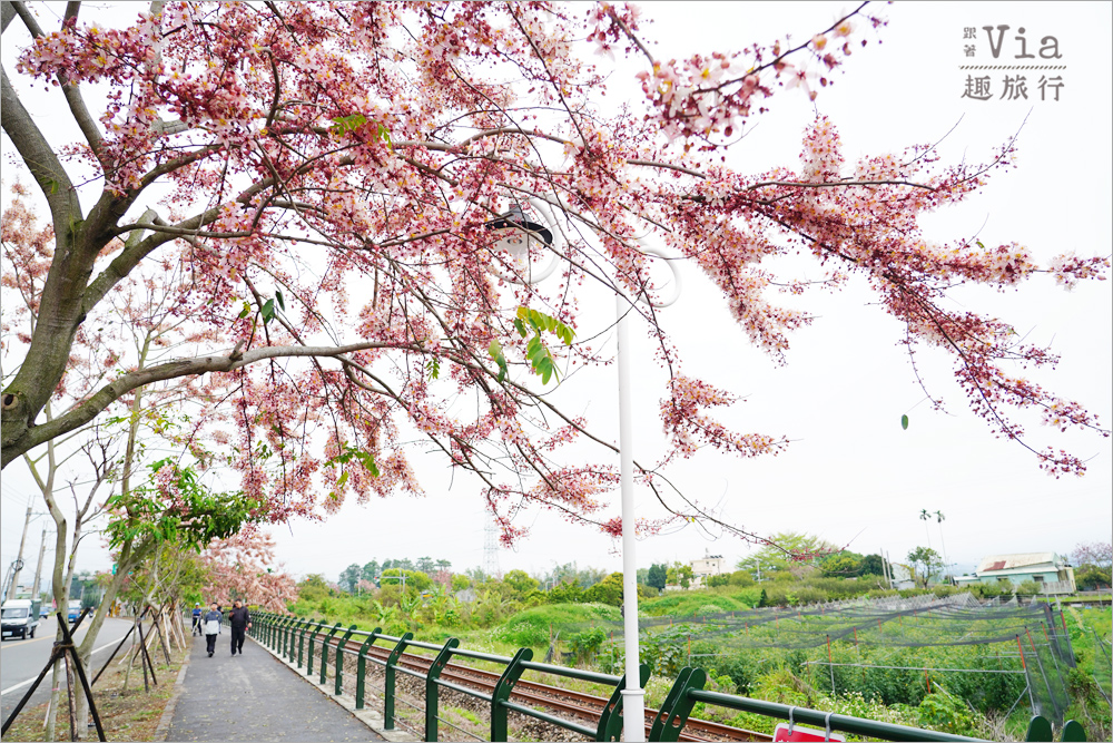 二水花旗木鐵道》2025最新花況來了~小火車與粉色花旗木綻放好迷人! 二水花旗木鐵道》2025最新花況來了~小火車與粉色花旗木綻放好迷人!