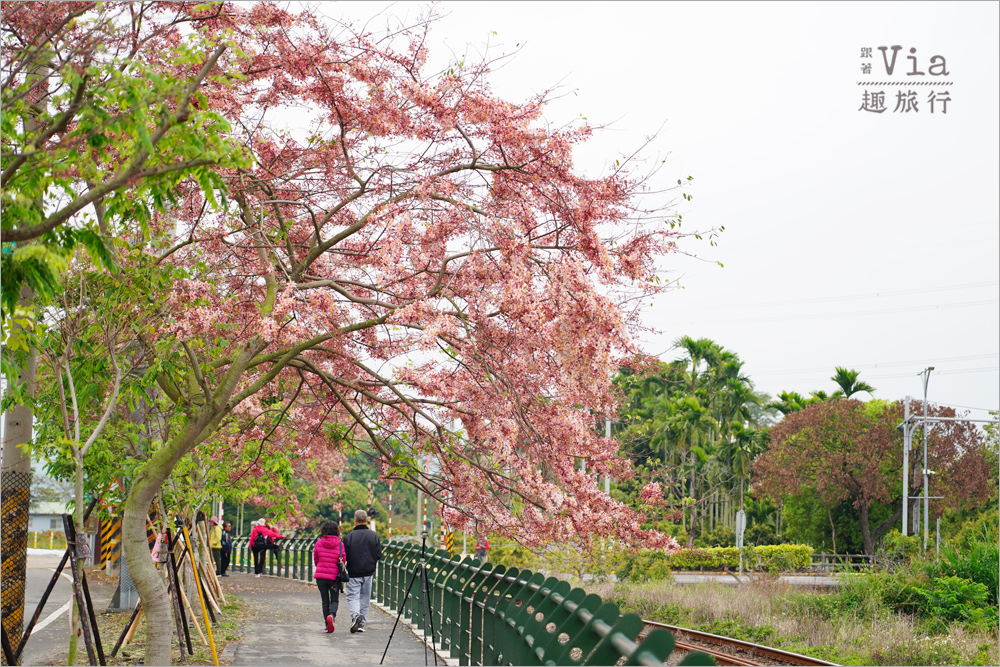 二水花旗木鐵道》2025最新花況來了~小火車與粉色花旗木綻放好迷人! 二水花旗木鐵道》2025最新花況來了~小火車與粉色花旗木綻放好迷人!