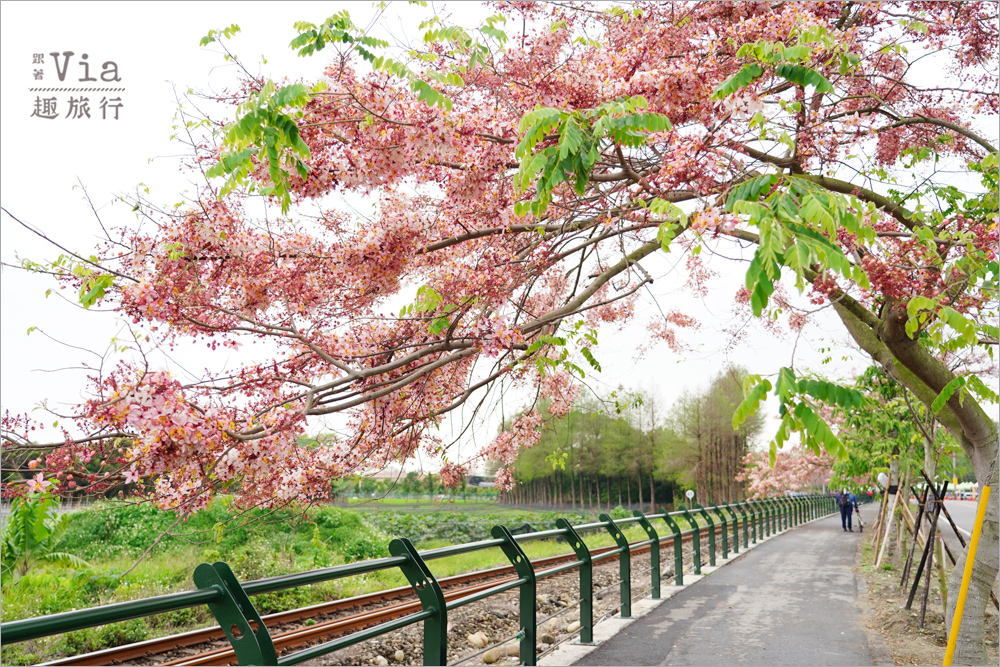 二水花旗木鐵道》2025最新花況來了~小火車與粉色花旗木綻放好迷人! 二水花旗木鐵道》2025最新花況來了~小火車與粉色花旗木綻放好迷人!