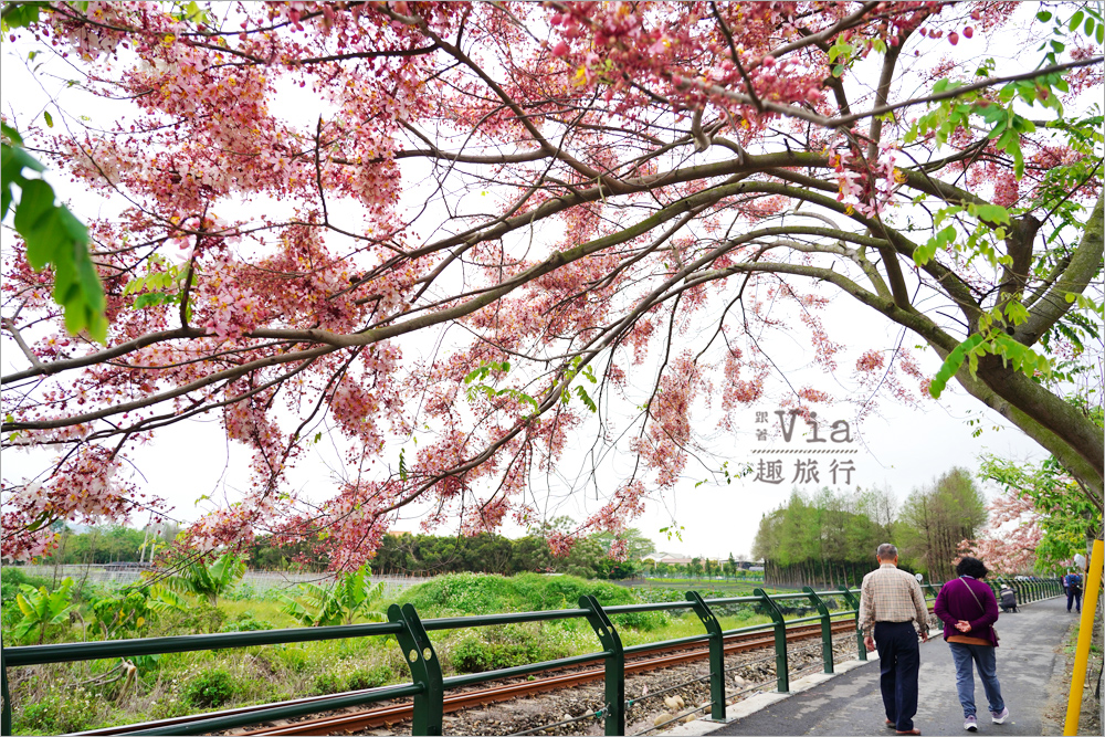 二水花旗木鐵道》2025最新花況來了~小火車與粉色花旗木綻放好迷人! 二水花旗木鐵道》2025最新花況來了~小火車與粉色花旗木綻放好迷人!
