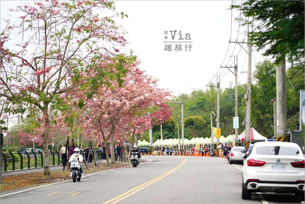 二水花旗木鐵道》2025最新花況來了~小火車與粉色花旗木綻放好迷人! 二水花旗木鐵道》2025最新花況來了~小火車與粉色花旗木綻放好迷人!