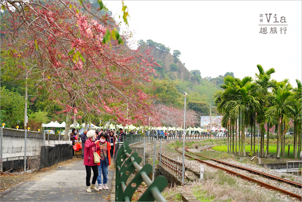 二水花旗木鐵道》2025最新花況來了~小火車與粉色花旗木綻放好迷人! 二水花旗木鐵道》2025最新花況來了~小火車與粉色花旗木綻放好迷人!