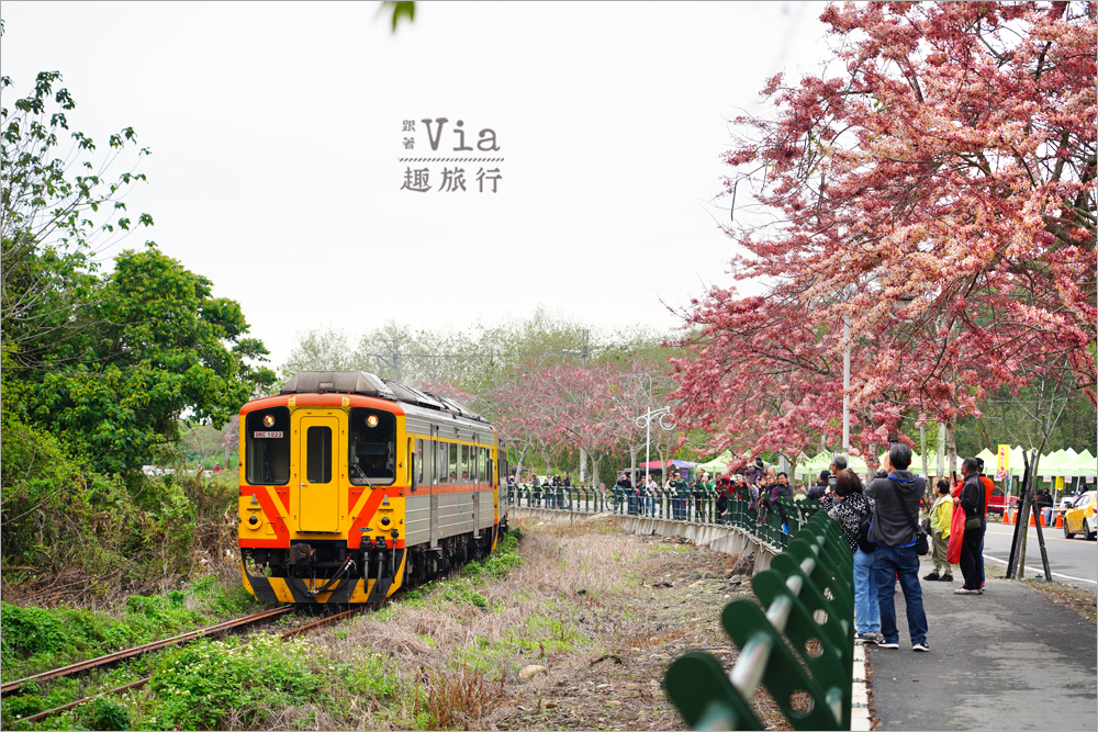 二水花旗木鐵道》2025最新花況來了~小火車與粉色花旗木綻放好迷人! 二水花旗木鐵道》2025最新花況來了~小火車與粉色花旗木綻放好迷人!