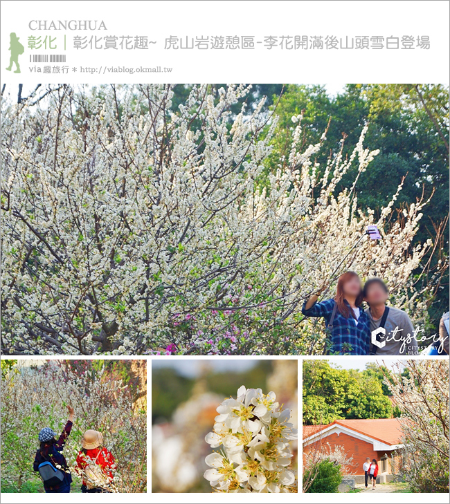 花壇虎山岩李花》虎山岩遊憩區-山丘上李花開滿雪白片片賞花趣