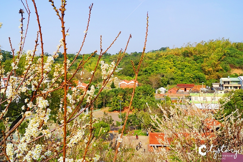 花壇虎山岩李花》虎山岩遊憩區-山丘上李花開滿雪白片片賞花趣