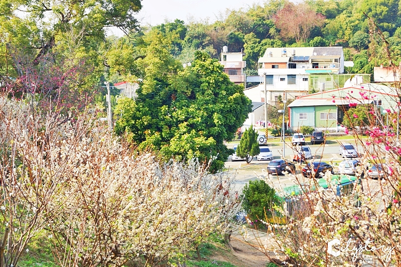 花壇虎山岩李花》虎山岩遊憩區-山丘上李花開滿雪白片片賞花趣