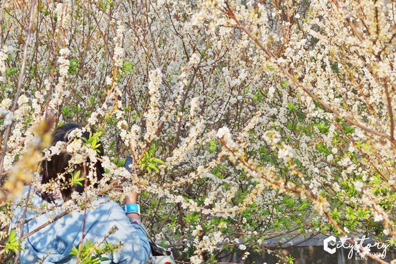 花壇虎山岩李花》虎山岩遊憩區-山丘上李花開滿雪白片片賞花趣