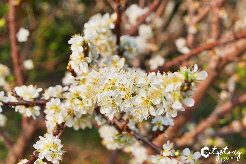 花壇虎山岩李花》虎山岩遊憩區-山丘上李花開滿雪白片片賞花趣