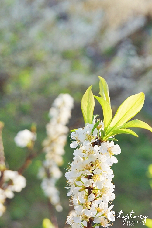 花壇虎山岩李花》虎山岩遊憩區-山丘上李花開滿雪白片片賞花趣