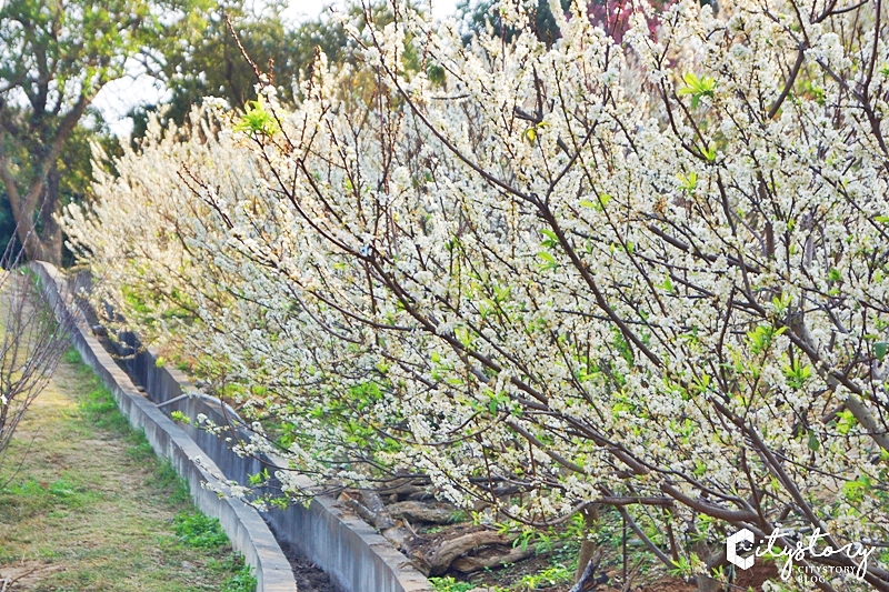 花壇虎山岩李花》虎山岩遊憩區-山丘上李花開滿雪白片片賞花趣