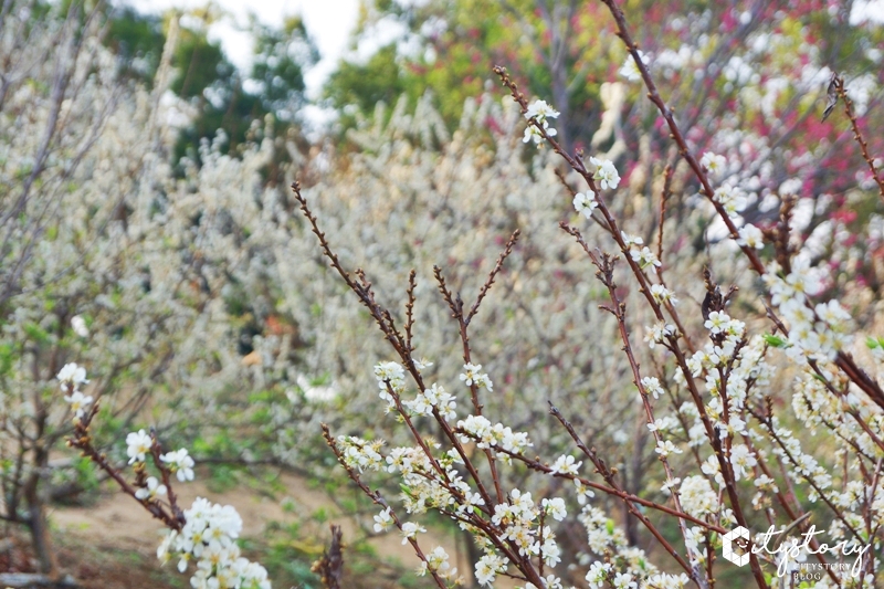 花壇虎山岩李花》虎山岩遊憩區-山丘上李花開滿雪白片片賞花趣