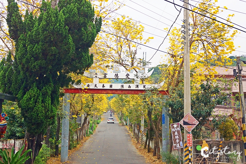 坑內風鈴木花道》彰化二水坑內坑森林步道-黃花風鈴木新秘境，小山丘花開好滿。