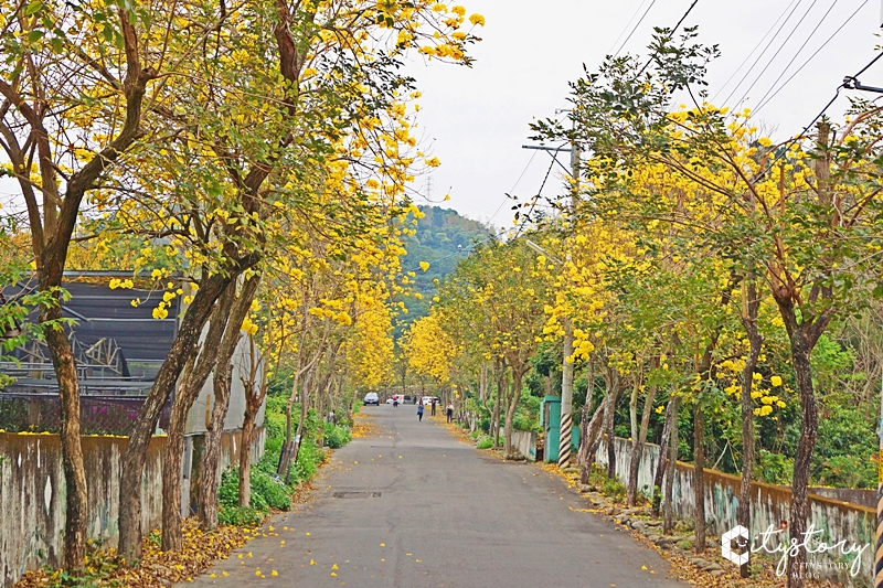 坑內風鈴木花道》彰化二水坑內坑森林步道-黃花風鈴木新秘境，小山丘花開好滿。