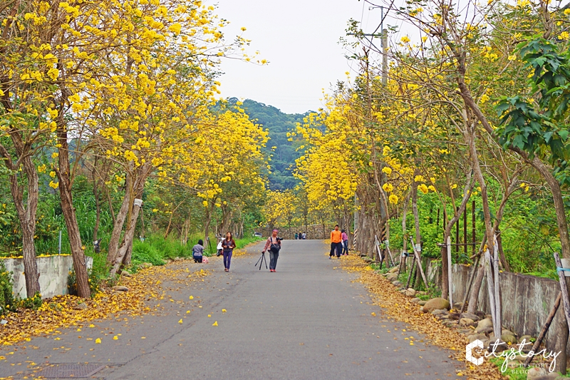 坑內風鈴木花道》彰化二水坑內坑森林步道-黃花風鈴木新秘境，小山丘花開好滿。