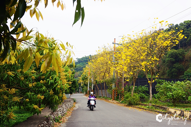 坑內風鈴木花道》彰化二水坑內坑森林步道-黃花風鈴木新秘境，小山丘花開好滿。