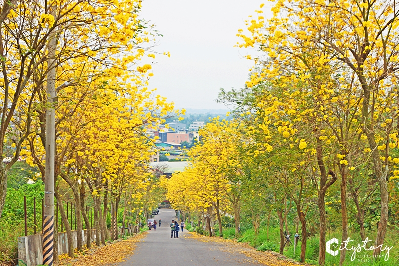 坑內風鈴木花道》彰化二水坑內坑森林步道-黃花風鈴木新秘境，小山丘花開好滿。