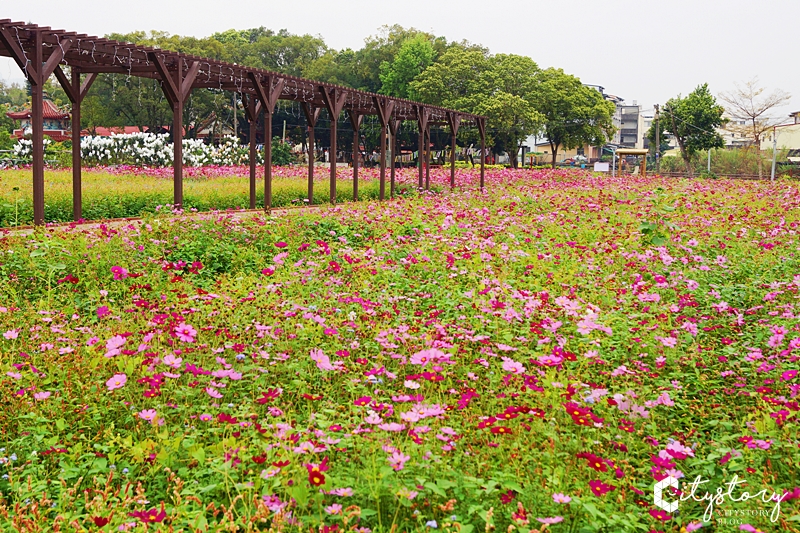 集集景點》和平快樂田園社區花海～IG打卡新點報到！裝置藝術竹球好吸精～