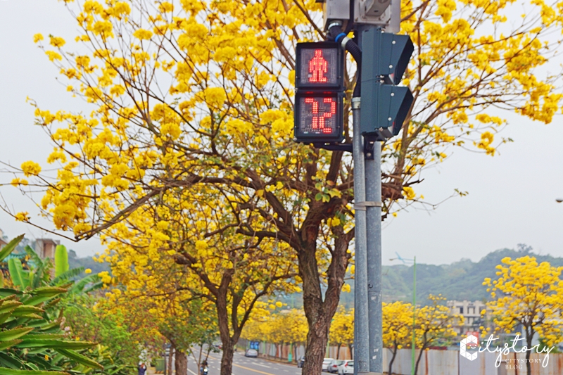 台中黃金風鈴木》景賢路黃花大盛開，大坑情人橋旁北屯最浪漫道路景觀!