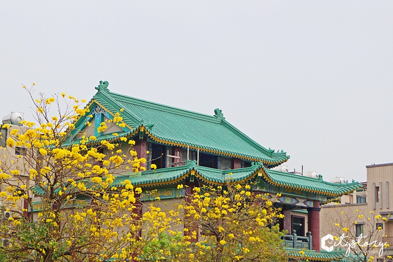 台中黃金風鈴木》景賢路黃花大盛開，大坑情人橋旁北屯最浪漫道路景觀!