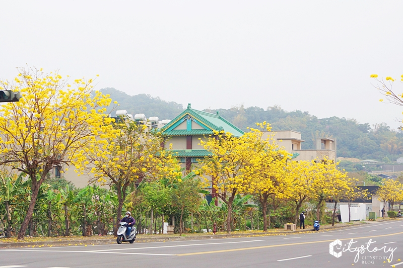 台中黃金風鈴木》景賢路黃花大盛開，大坑情人橋旁北屯最浪漫道路景觀!