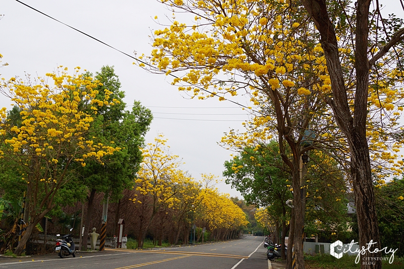 南投集集》最新賞花祕境大公開-集中路黃花風鈴木美好綻放天空