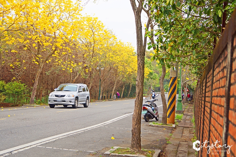 南投集集》最新賞花祕境大公開-集中路黃花風鈴木美好綻放天空