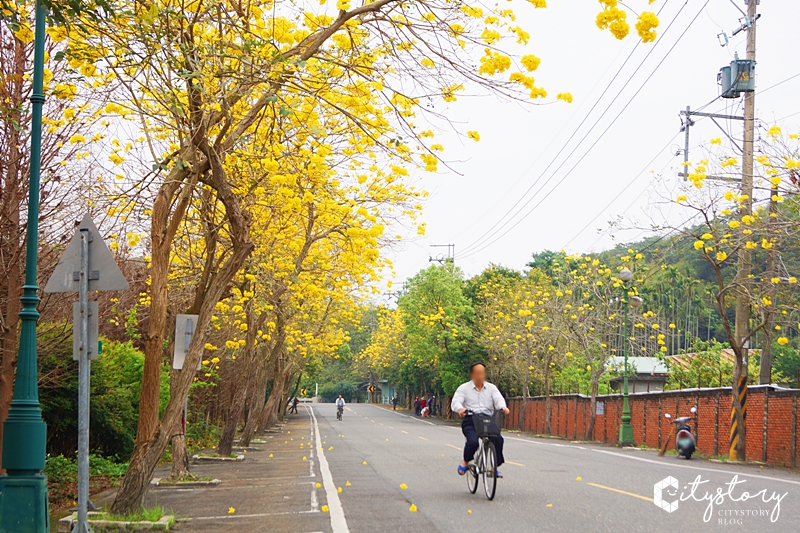 南投集集》最新賞花祕境大公開-集中路黃花風鈴木美好綻放天空