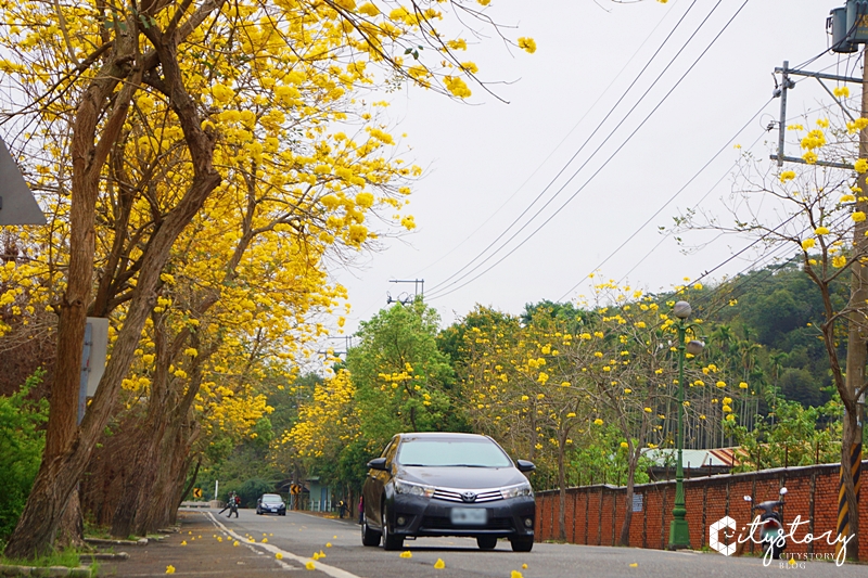 南投集集》最新賞花祕境大公開-集中路黃花風鈴木美好綻放天空