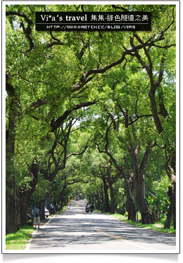 【集集綠色隧道】中部景點一日遊～集集綠色隧道