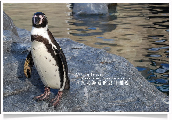 【夏の北海道 】日本旅遊景點大人氣～旭川 - 旭山動物園旭山動物園