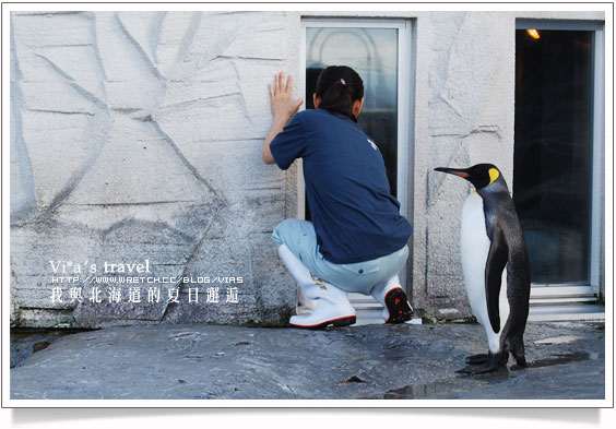 【夏の北海道 】日本旅遊景點大人氣～旭川 - 旭山動物園旭山動物園