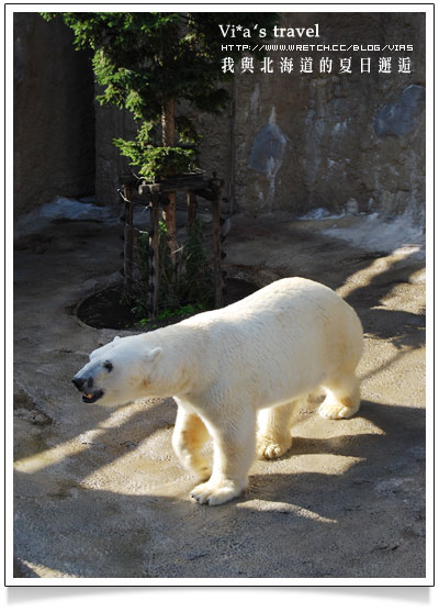 【夏の北海道 】日本旅遊景點大人氣～旭川 - 旭山動物園旭山動物園