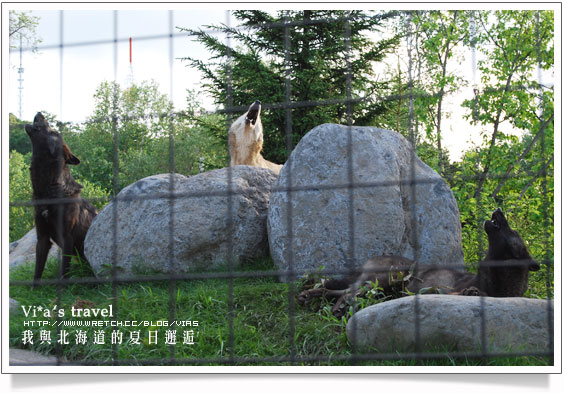 【夏の北海道 】日本旅遊景點大人氣～旭川 - 旭山動物園旭山動物園