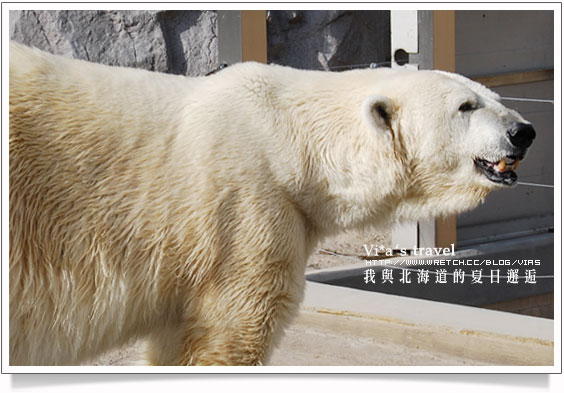 【夏の北海道 】日本旅遊景點大人氣～旭川 - 旭山動物園旭山動物園