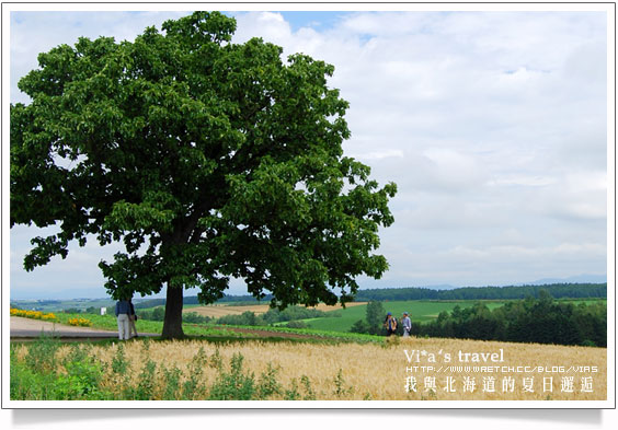 夏の北海道》美瑛拼布大地之美與前田真三拓真館