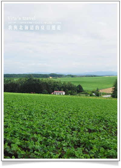 夏の北海道》美瑛拼布大地之美與前田真三拓真館