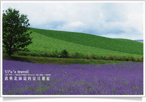 夏の北海道》美瑛拼布大地之美與前田真三拓真館