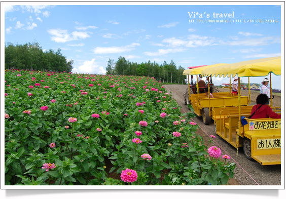 夏の北海道 》美瑛町必去景點～四季彩之丘