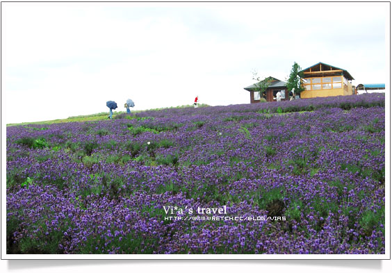 夏の北海道》富良野薰衣草故鄉-上富良野花樂園Flower Land