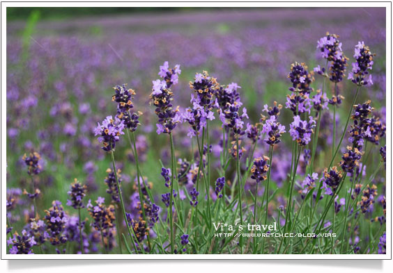 夏の北海道》富良野薰衣草故鄉-上富良野花樂園Flower Land