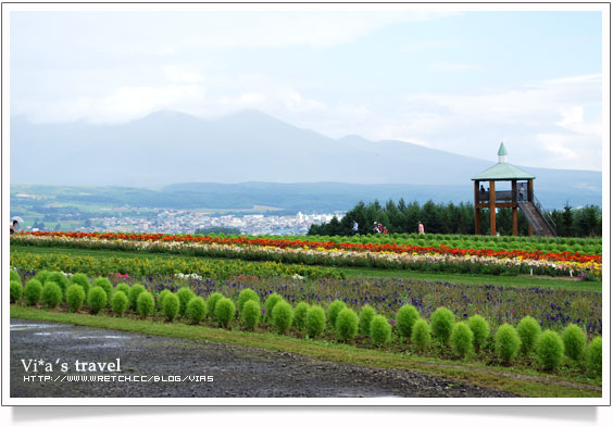 夏の北海道》富良野薰衣草故鄉-上富良野花樂園Flower Land