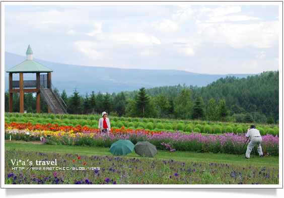 夏の北海道》富良野薰衣草故鄉-上富良野花樂園Flower Land