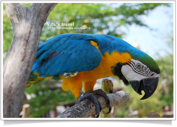 【新竹旅遊景點】新竹好玩的地方 - 六福村野生動物園