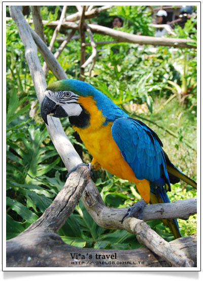 【新竹旅遊景點】新竹好玩的地方 - 六福村野生動物園