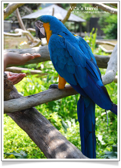 【新竹旅遊景點】新竹好玩的地方 - 六福村野生動物園