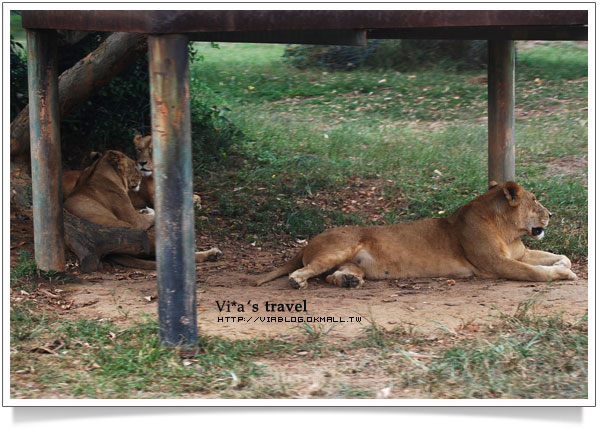 【新竹旅遊景點】新竹好玩的地方 - 六福村野生動物園