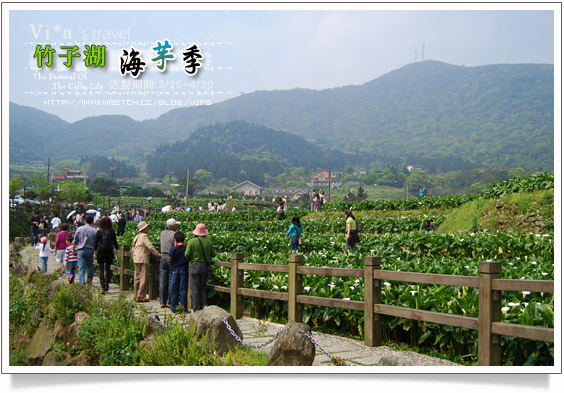 【竹子湖海芋季】竹子湖海芋～陽明山竹子湖海芋季